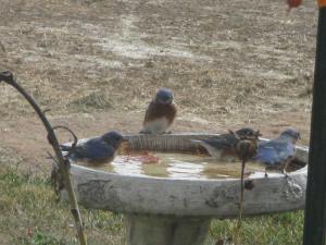 bluebirds at birdbath 001 (5)